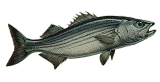 Trophy Striper